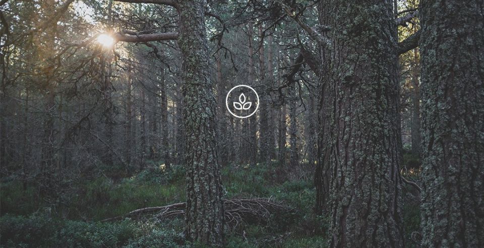 BeWooden - Drewniana muszka Dolo wyprodukowana z miłością