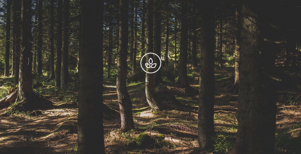 BeWooden -