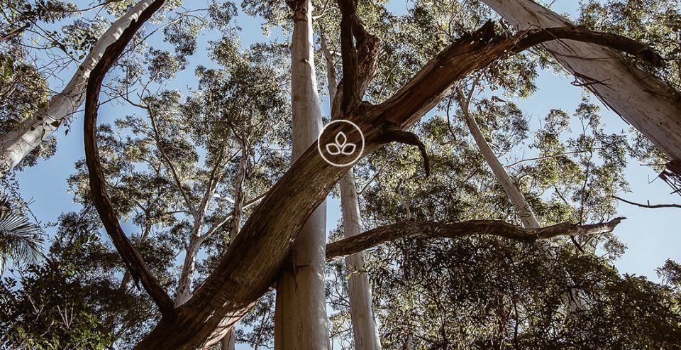 BeWooden -