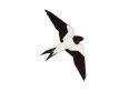 Drewniana broszka Swallow Brooch